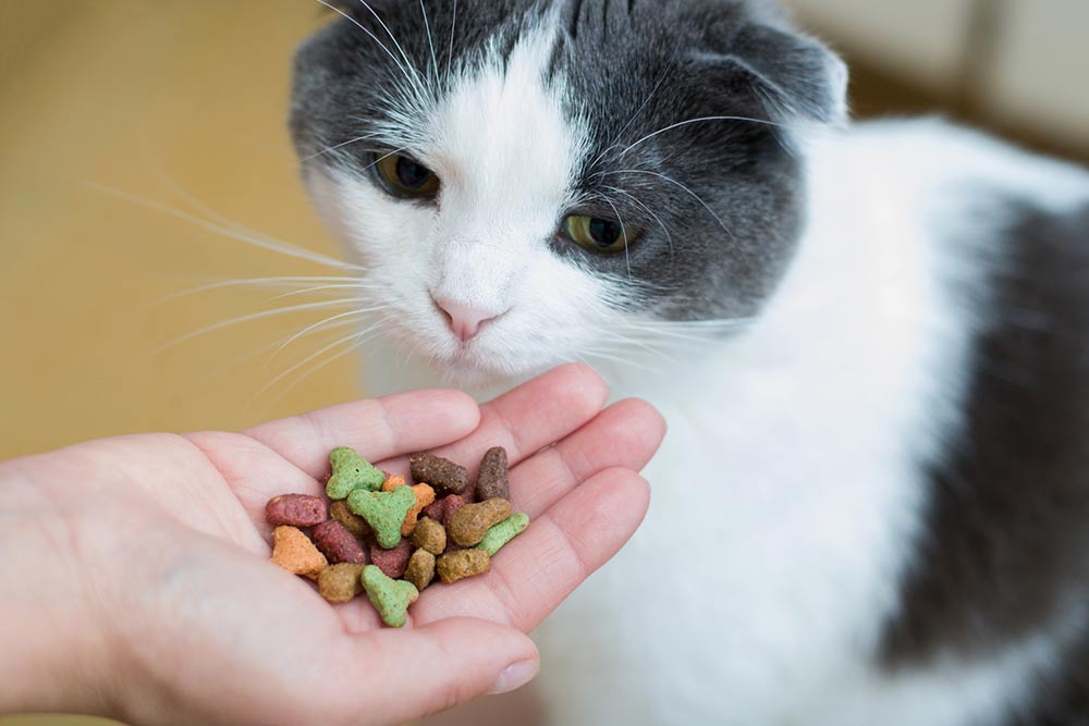 4 Ingredients to Look for in Healthy Cat Treats
