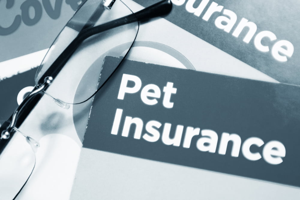 Advantages and Disadvantages of Pet Insurance