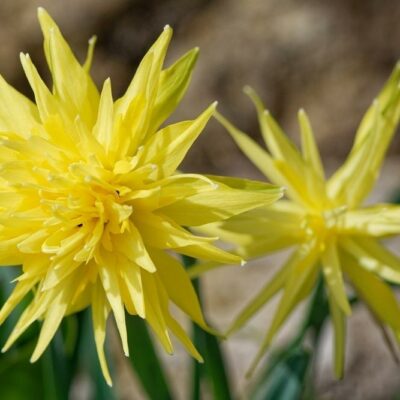 7 Decorative Plants That Are Dangerous for Cats