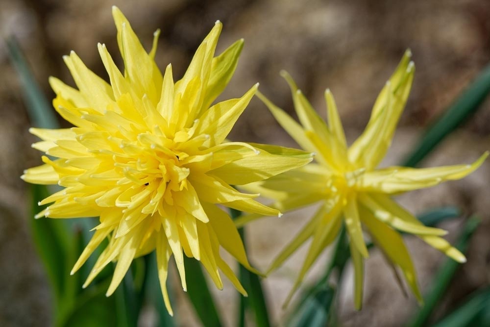 7 Decorative Plants That Are Dangerous for Cats