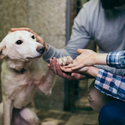 3 Reasons to Adopt from an Animal Shelter