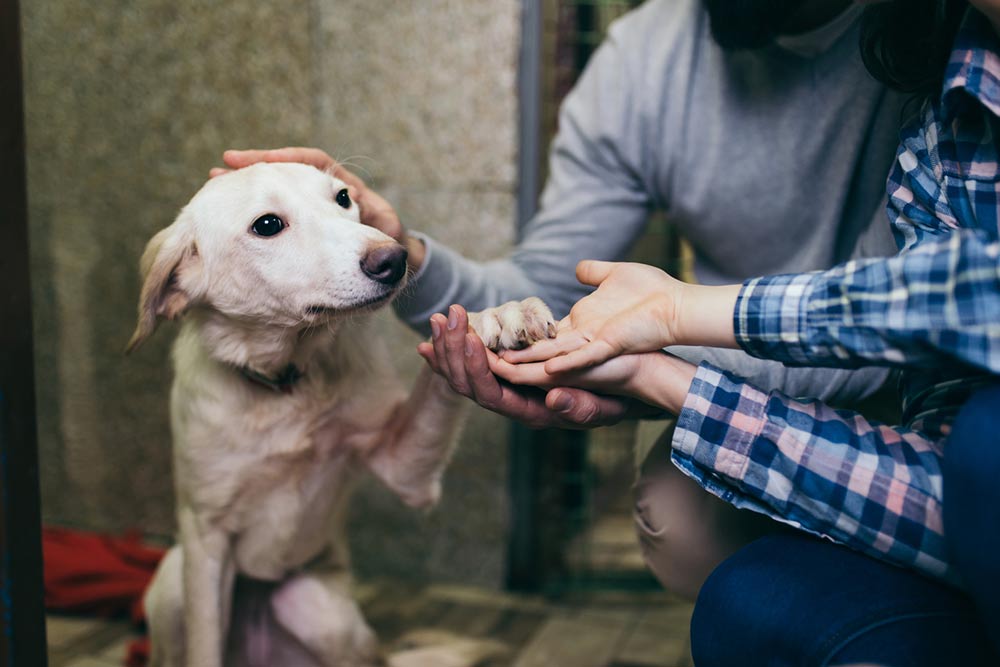 3 Reasons to Adopt from an Animal Shelter