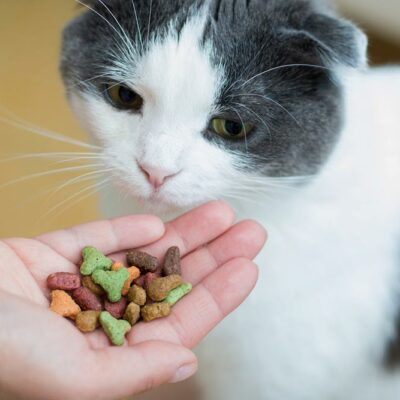 4 Ingredients to Look for in Healthy Cat Treats