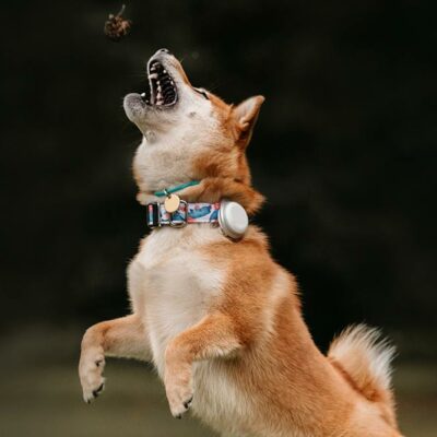 5 Best Smart Devices for Pets