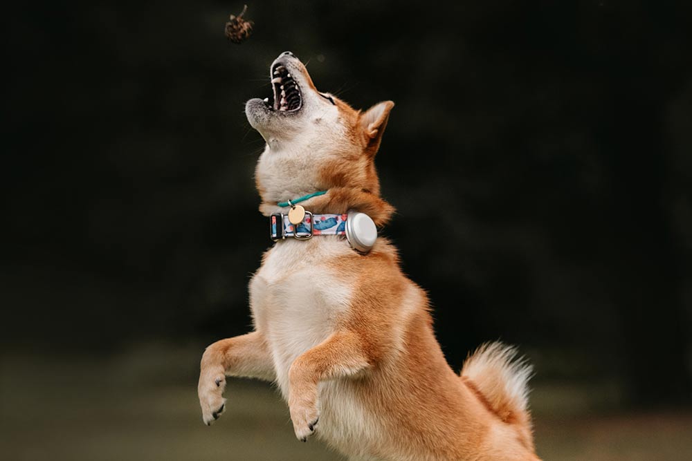 5 Best Smart Devices for Pets