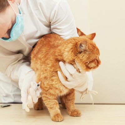 5 Helpful Tips for Preventing Diabetes Mellitus in Cats