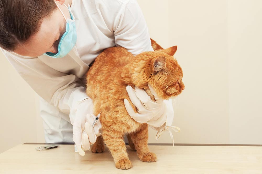 5 Helpful Tips for Preventing Diabetes Mellitus in Cats