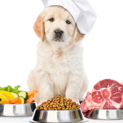 5 Protein-rich Dog Food Options
