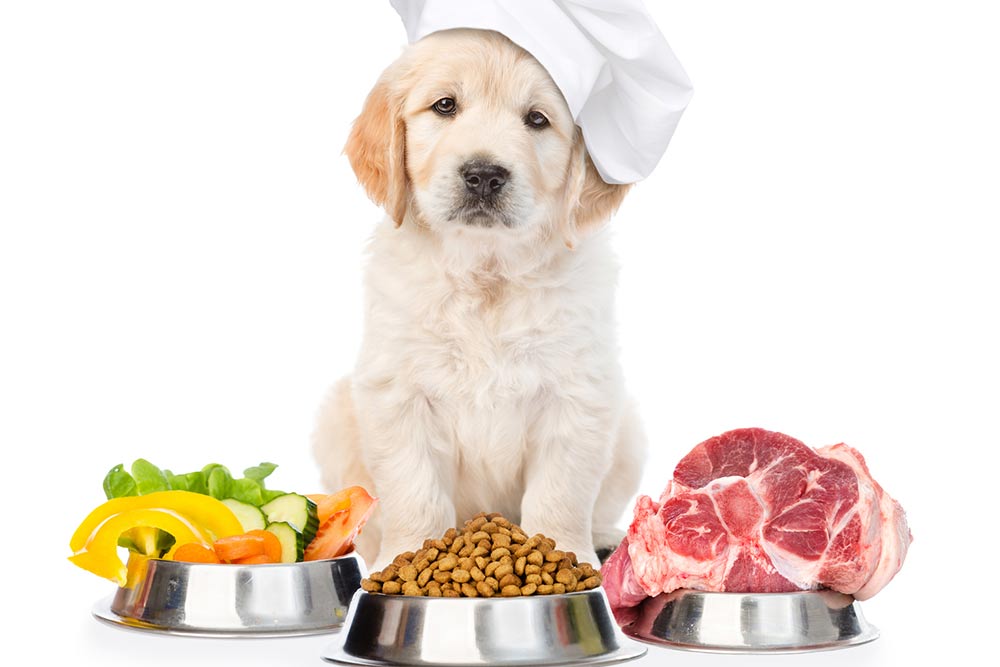 5 Protein-rich Dog Food Options