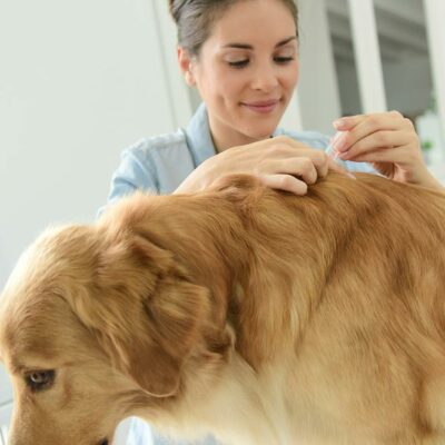 5 Reasons Why Prescription Flea Options are Better for Dogs