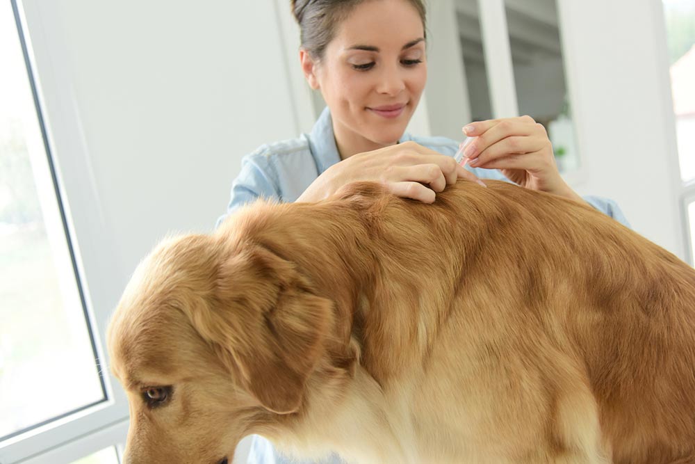 5 Reasons Why Prescription Flea Options are Better for Dogs