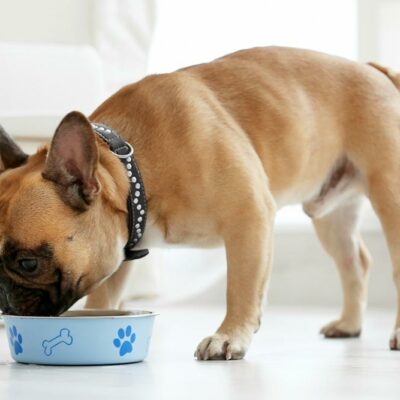 6 Tips to Prevent Food Allergies in Dogs