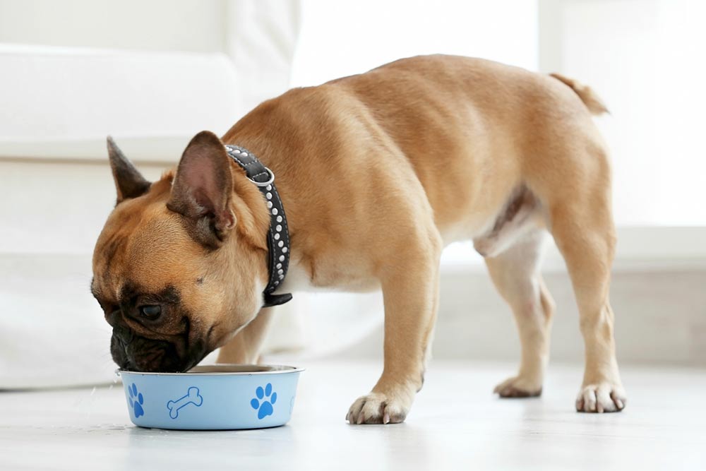6 Tips to Prevent Food Allergies in Dogs