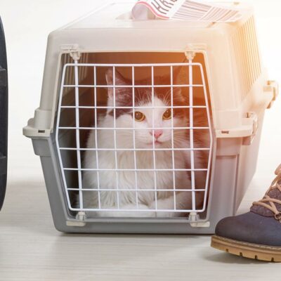 9 Essentials to Carry When Flying with Pets
