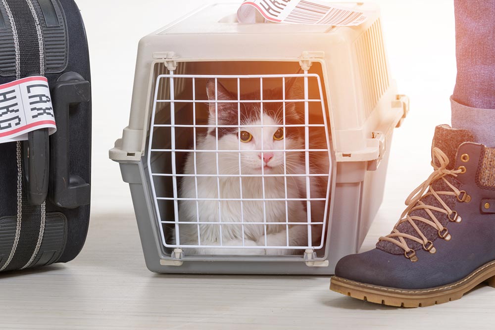 9 Essentials to Carry When Flying with Pets